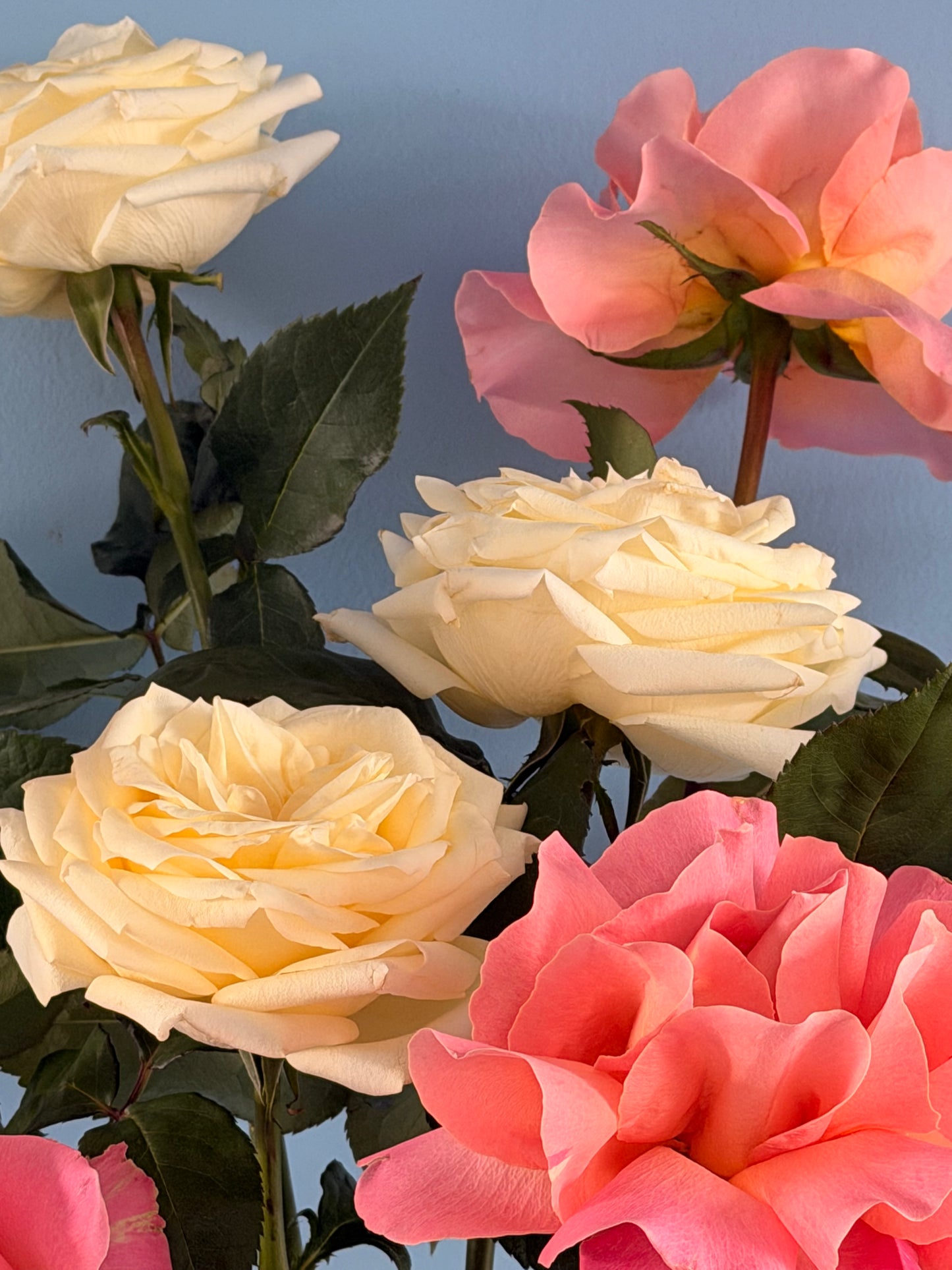 Dozen roses vase arrangement