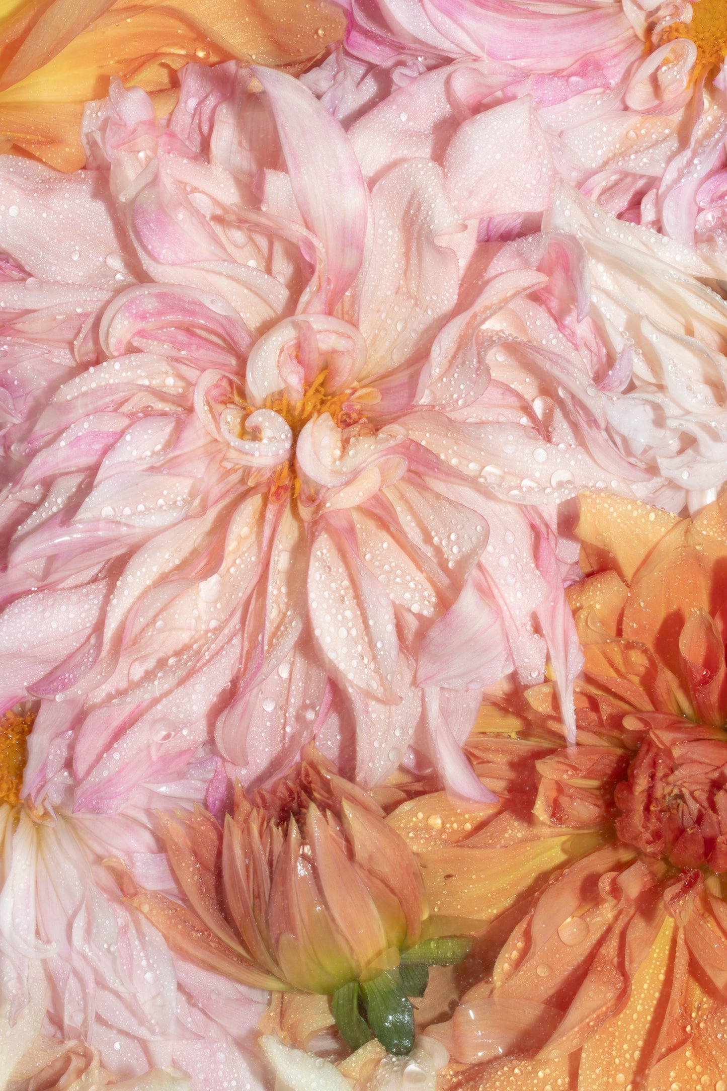 Justine Barnhart Prints
