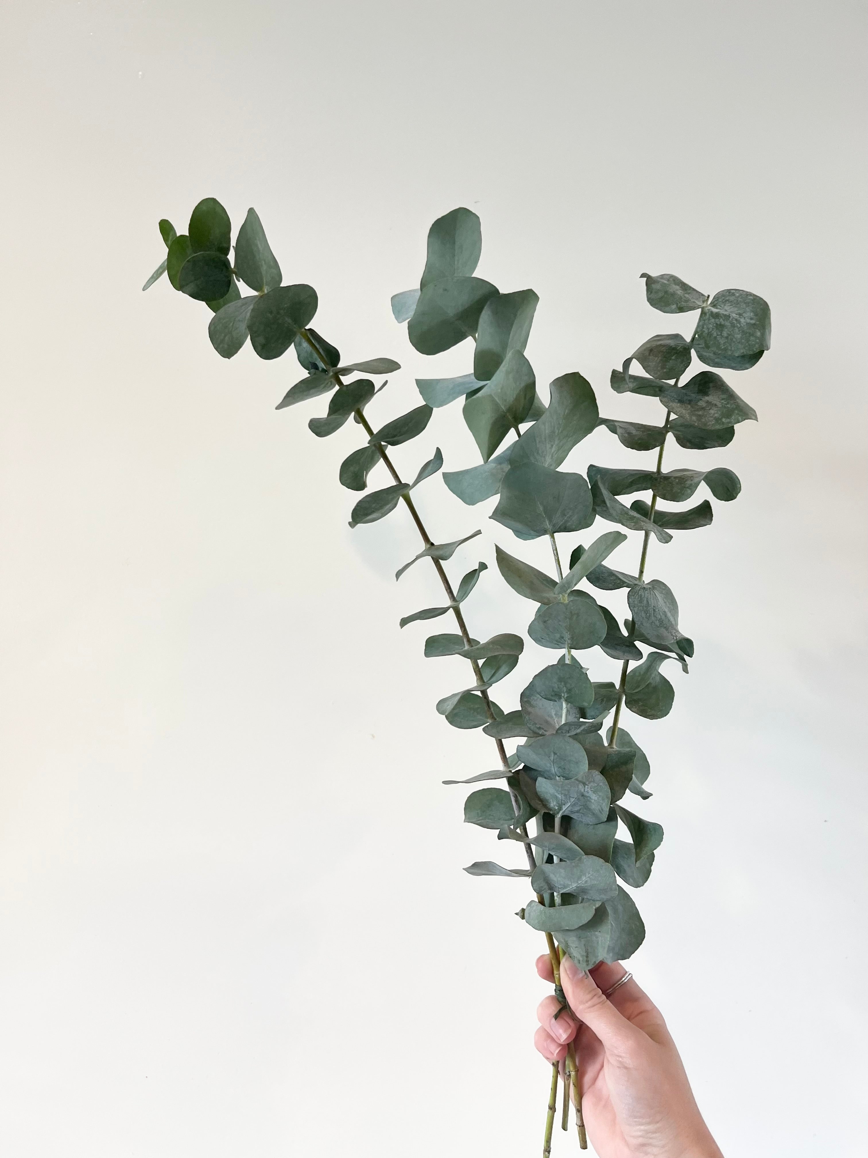 Dried Eucalyptus Bunch